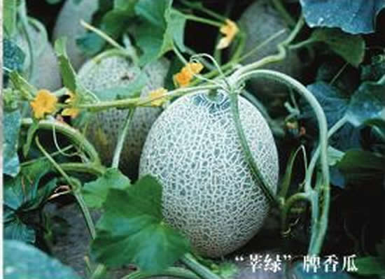莘县特产：莘绿香瓜3.jpg