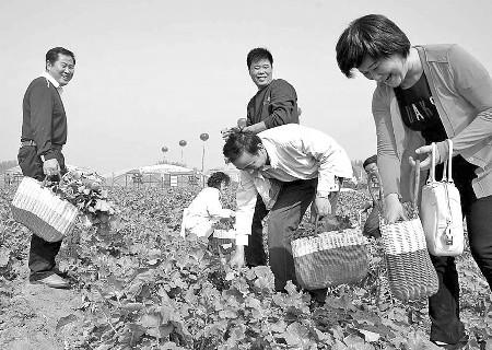 潍县萝卜脆-2.jpg