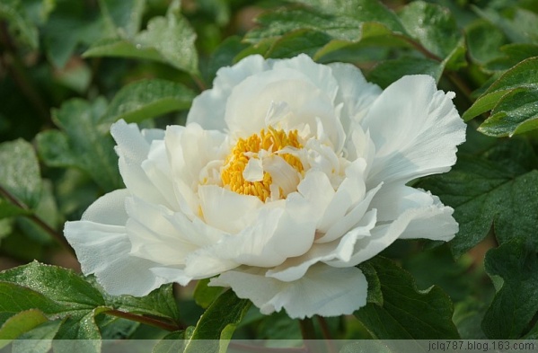 菏泽牡丹-3.jpg