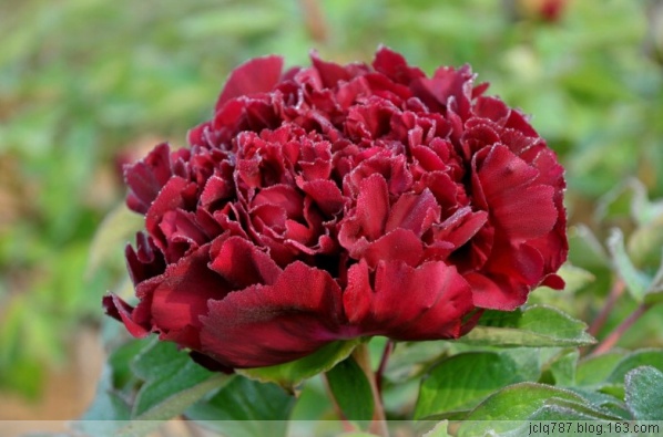 菏泽牡丹-8.jpg