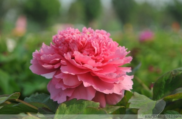 菏泽牡丹-11.jpg