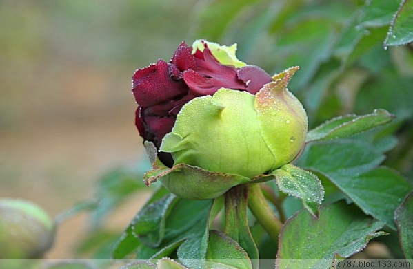 菏泽牡丹-13.jpg