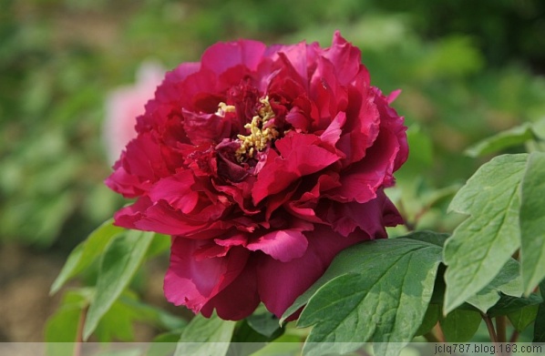 菏泽牡丹-15.jpg