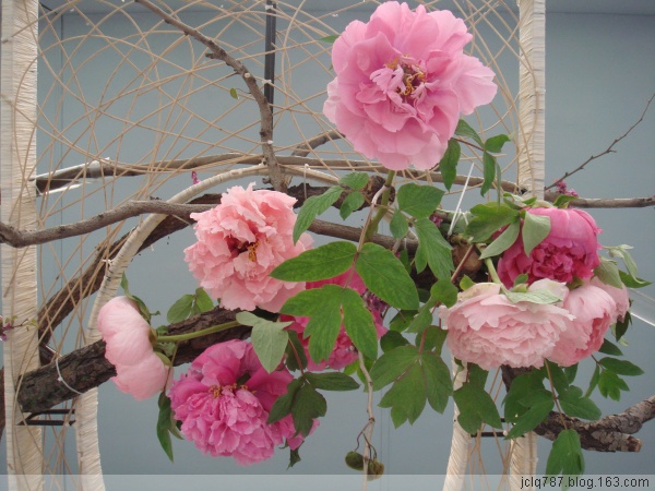 菏泽牡丹-37.jpg