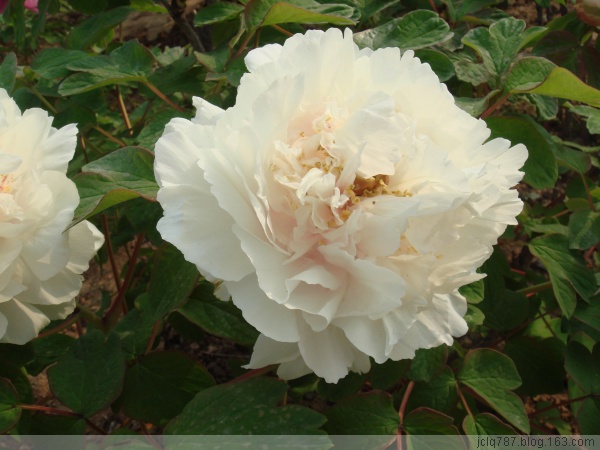 菏泽牡丹-41.jpg