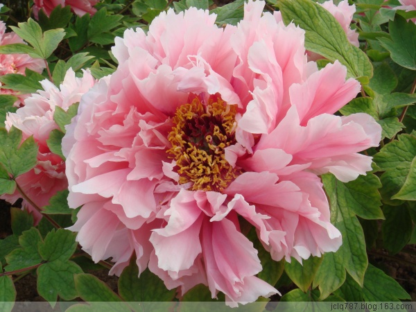 菏泽牡丹-43.jpg