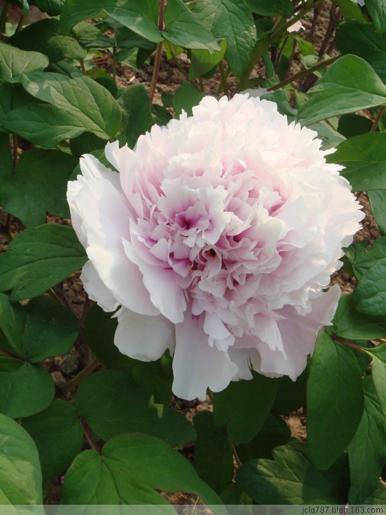 菏泽牡丹-56.jpg