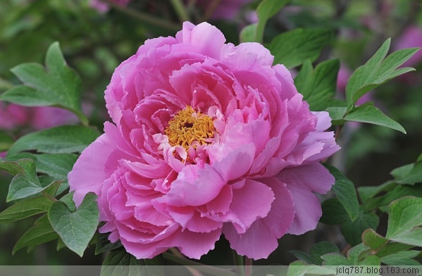 菏泽牡丹-69.jpg