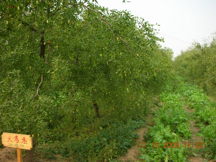 乐陵小枣-6.jpg