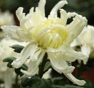 德州菊花中国之冠-10.jpg