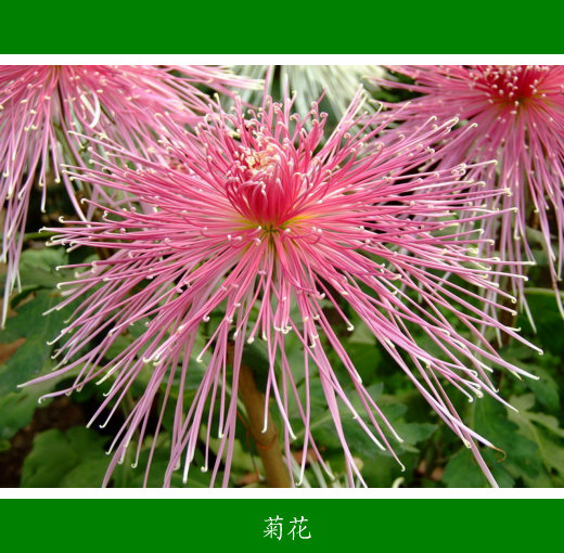 德州菊花中国之冠-12.jpg