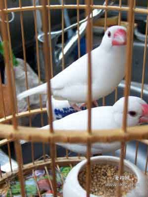 夏津白玉鸟，又名金丝雀-2.jpg