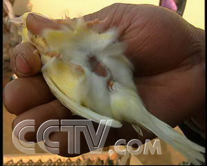 夏津白玉鸟，又名金丝雀-4.jpg