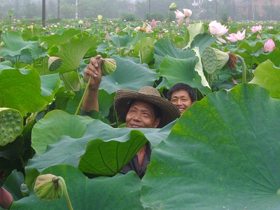 鲜莲蓬-1.jpg