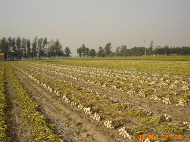 金乡大蒜-8.jpg