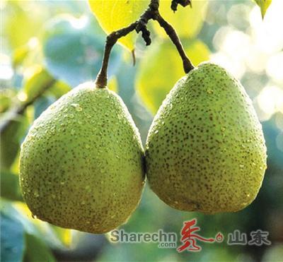 莱阳梨-1.jpg