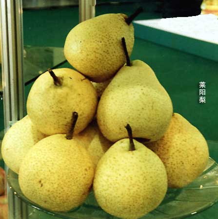 莱阳梨-3.jpg