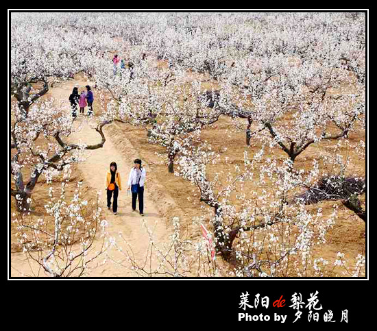 莱阳梨-6.jpg