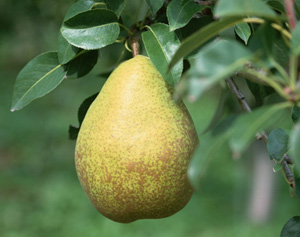 莱阳梨-9.jpg