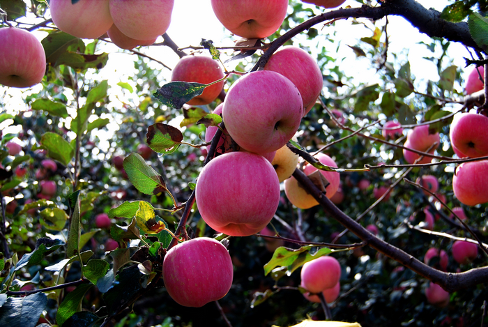 烟台苹果-5.jpg