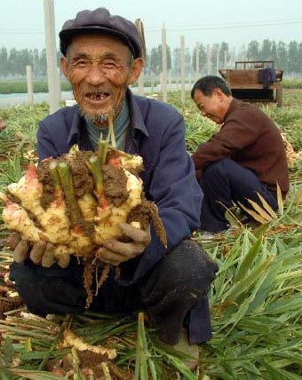 安丘大姜-7.jpg