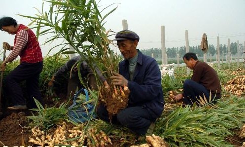 安丘大姜-8.jpg
