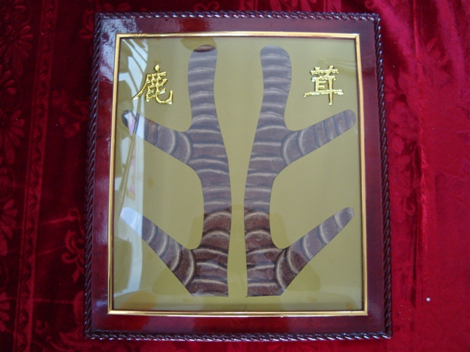 名贵中药鹿茸-15.jpg