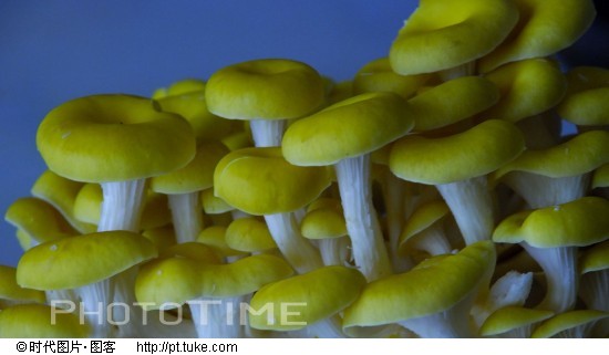 皇家贡品玉皇蘑-7.jpg