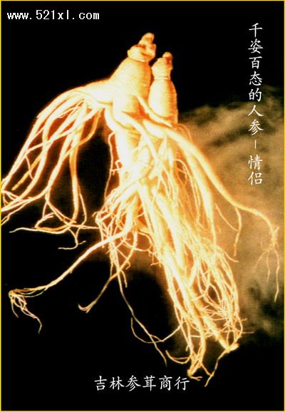 百草之王人参尊享-1.jpg