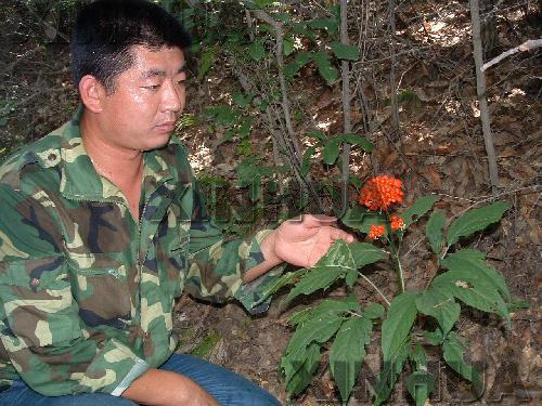 百草之王人参尊享-9.jpg