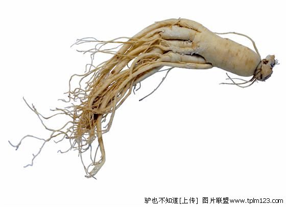 百草之王人参尊享-15.jpg