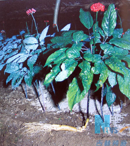 百草之王人参尊享-21.jpg