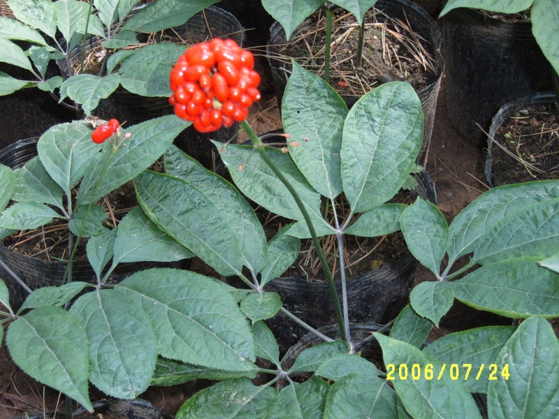百草之王人参尊享-26.jpg
