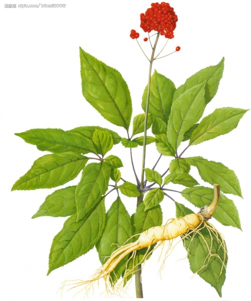 百草之王人参尊享-30.jpg