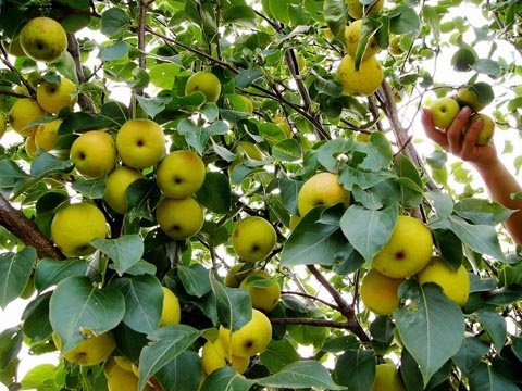 吉林苹果梨-8.jpg