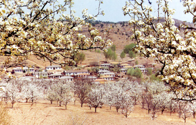 吉林苹果梨-17.jpg