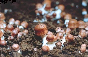 松茸蘑-5.jpg
