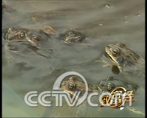 中国林蛙-5.jpg