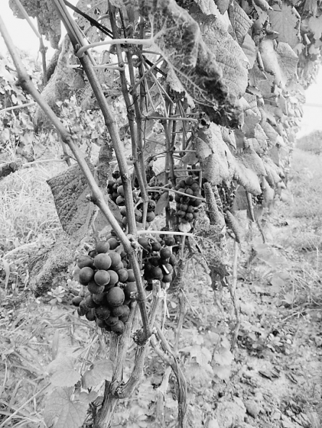 吉林野珍山葡萄酒-36.jpg