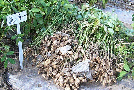 叶茂台花生.jpg