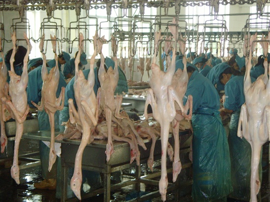 东北虎牌鸭、鹅系列1.jpg