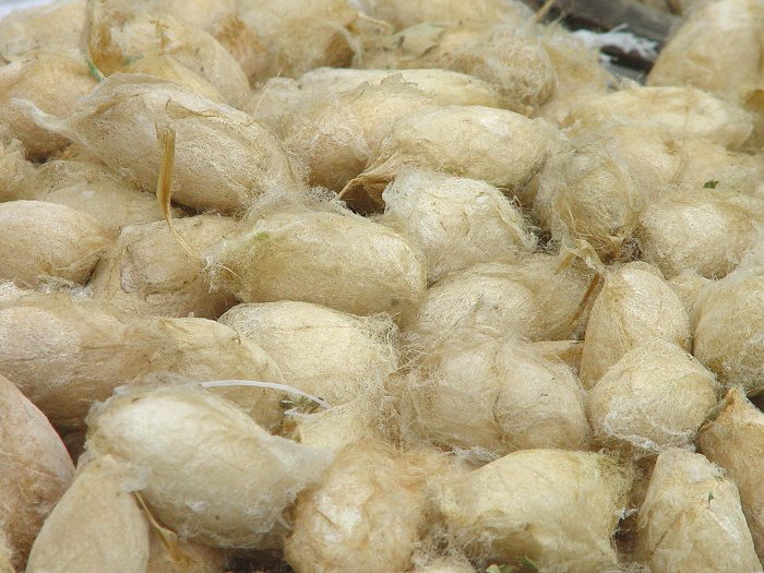 辽宁柞蚕丝绸-12.jpg