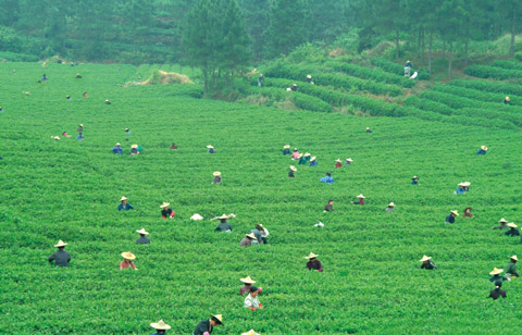 上饶白眉-6.jpg
