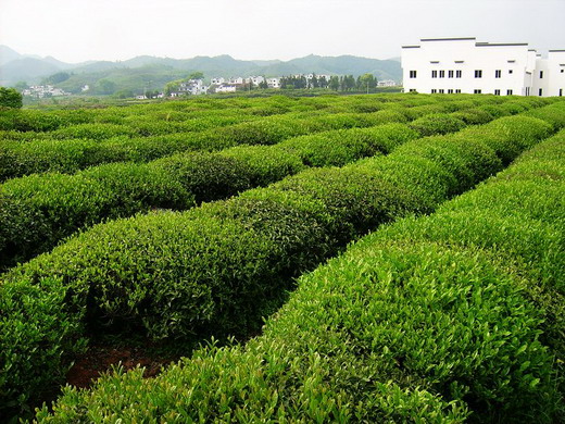 婺源茶叶-6.jpg