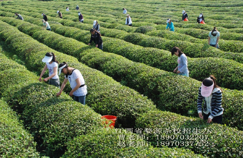 婺源茶叶-8.jpg
