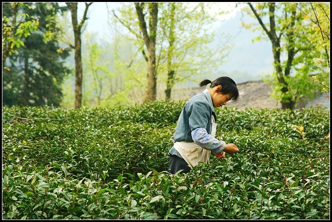 婺源茶叶-9.jpg