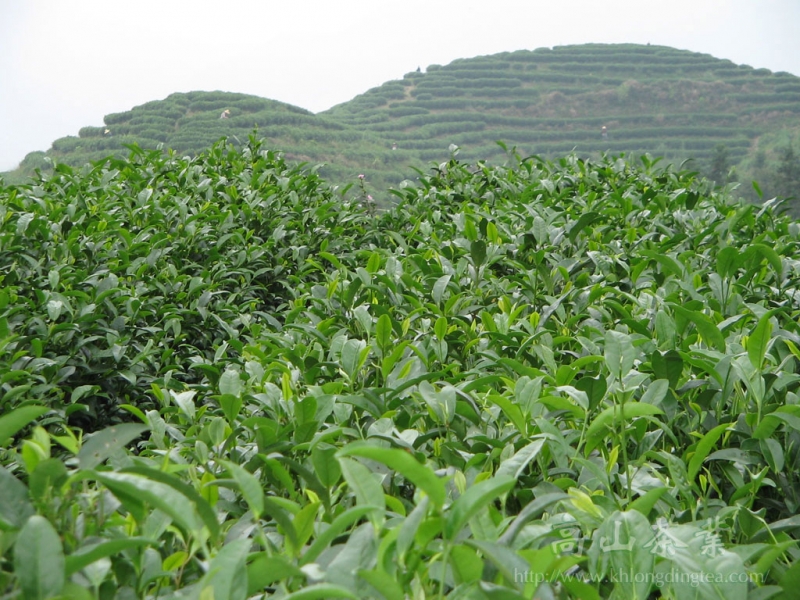 屯绿眉茶2.jpg