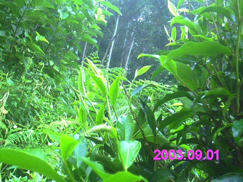 屯绿眉茶5.jpg