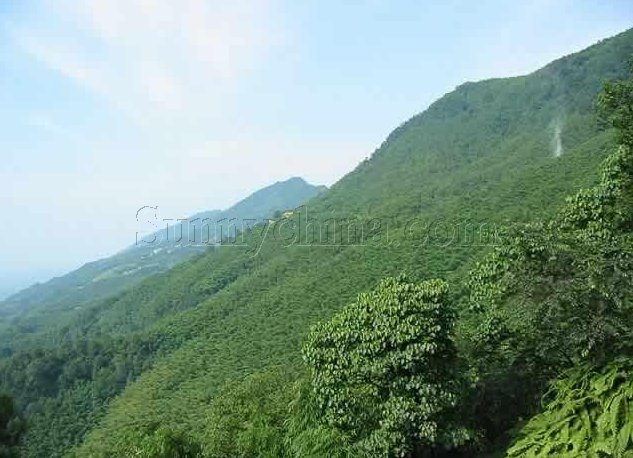 屯绿眉茶55.jpg