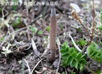 冬虫夏草7.jpg